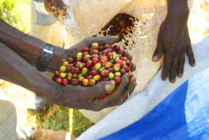 Bio Wildkaffee aus Äthiopien von Zwickel