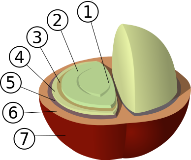 Structure of a coffe bean