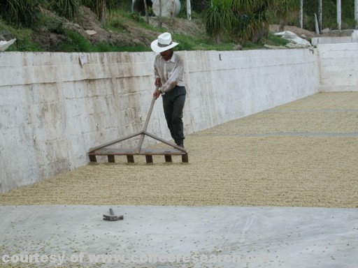 Drying coffee