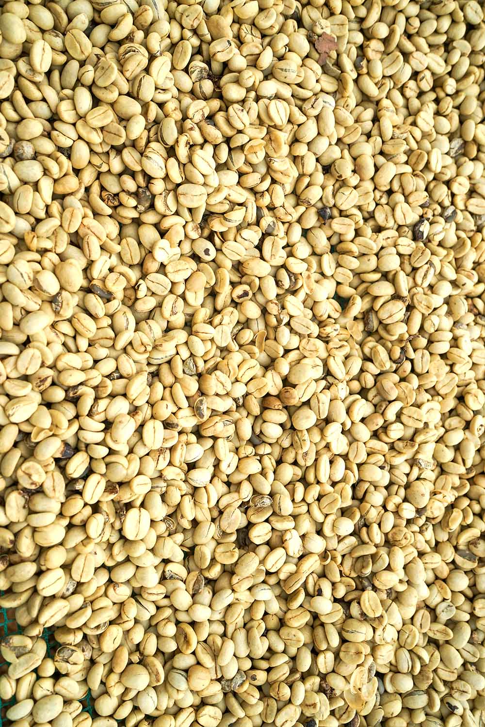 Bohnen vor dem Röstvorgang