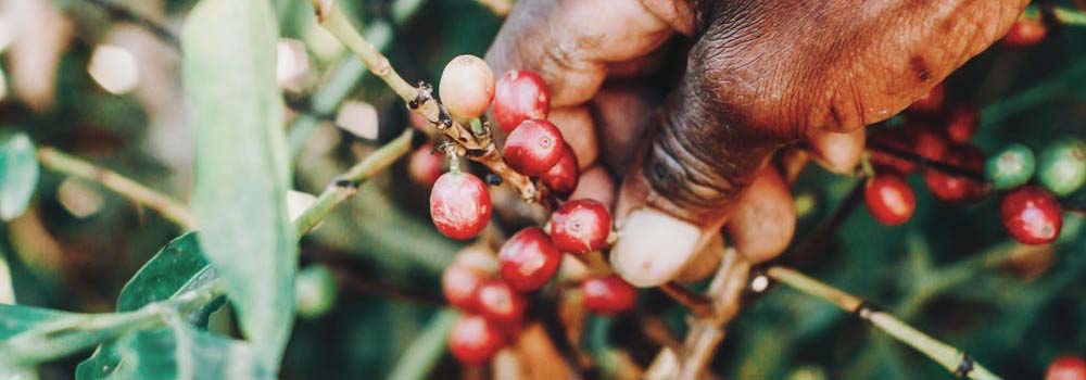 Coffee Harvest & Processing